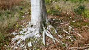 Beech roots